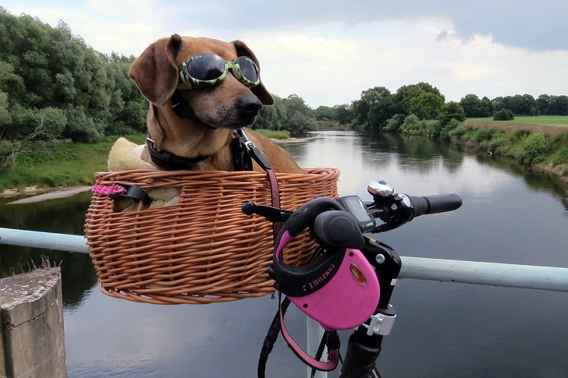 portare il cane in bici
